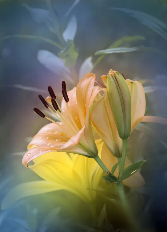 a close up of a flower with a blurry background, a photorealistic painting, by Brian Thomas, shutterstock, romanticism, lilies, foggy morning light, yellow and green, professionally post-processed