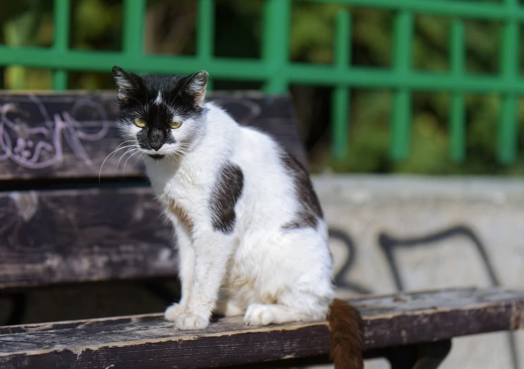 a black and white cat sitting on a wooden bench, a portrait, in a city park, emaciated, ferocious appearance, white with black spots