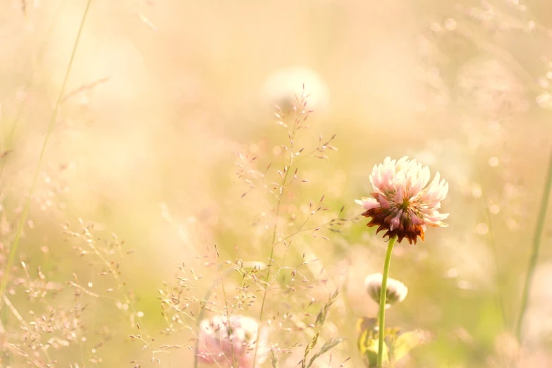 a close up of a flower in a field, a picture, by Anna Boch, romanticism, light pink tonalities, clover, warm beautiful scene, pale colors