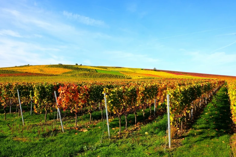 a vineyard with a hill in the background, by Thomas Häfner, shutterstock, color field, vibrant autumn colors, on a bright day, yellow and red, stock photo