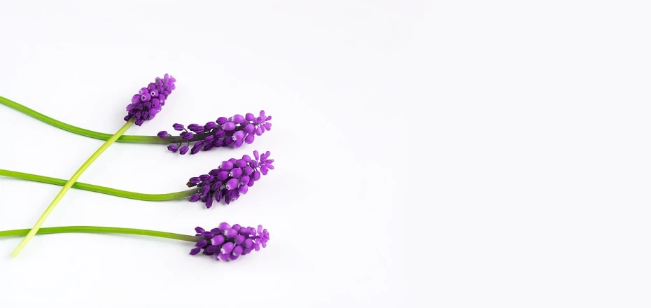 a bunch of purple flowers sitting on top of a white surface, a photo, minimalism, background image, grape hyacinth, miniature product photo