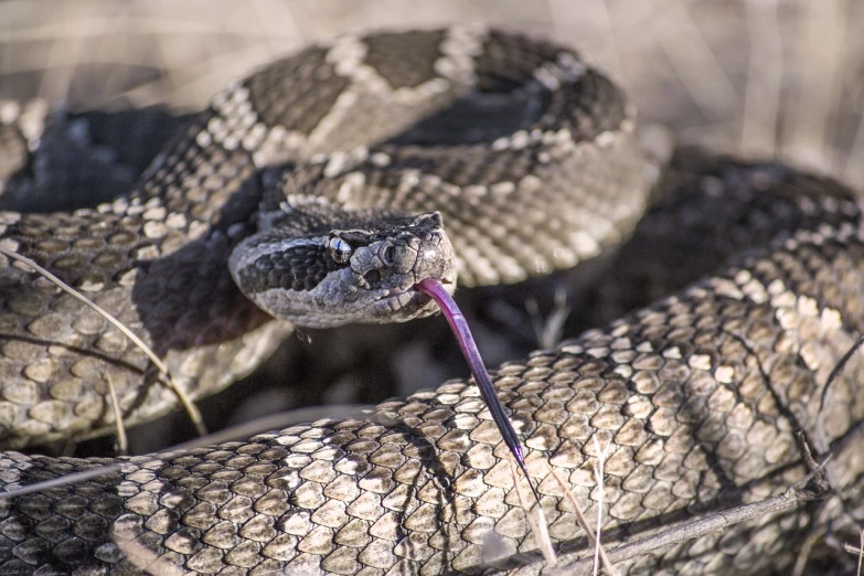 a close up of a snake with it's tongue sticking out, flickr, new mexico, whip, intense smoldering, f / 2. 2