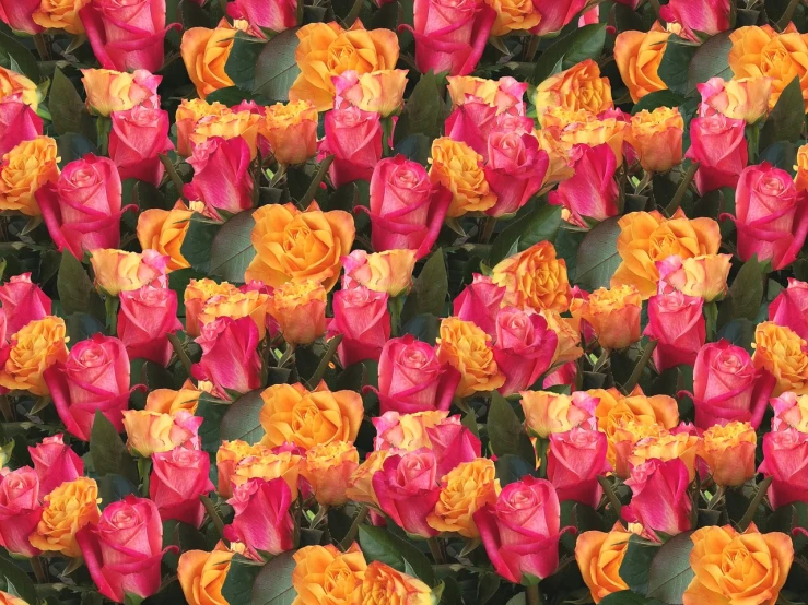 a large group of orange and pink roses, a digital rendering, inspired by Gentile Bellini, repeating 35mm photography, a collage, pink and yellow, full of colour 8-w 1024