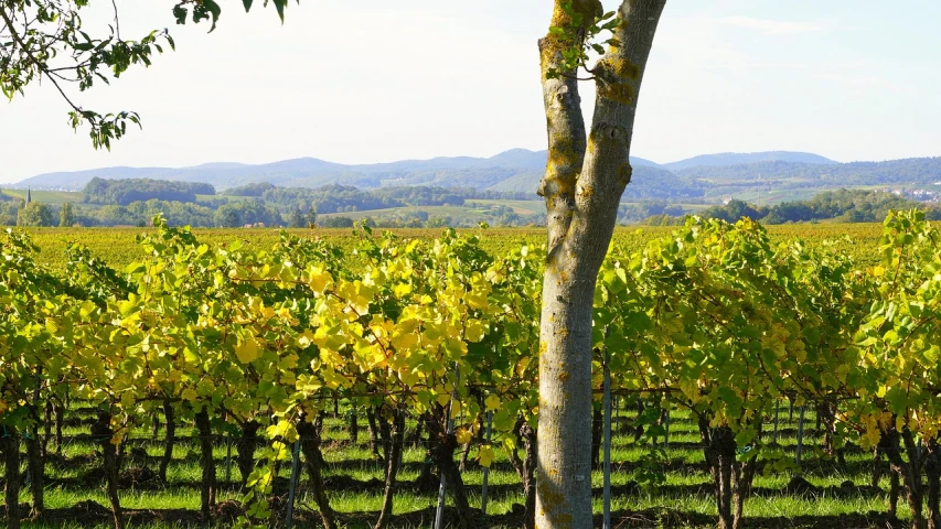 a view of a vineyard with a tree in the foreground, pixabay, figuration libre, zoomed in, lourmarin, background image