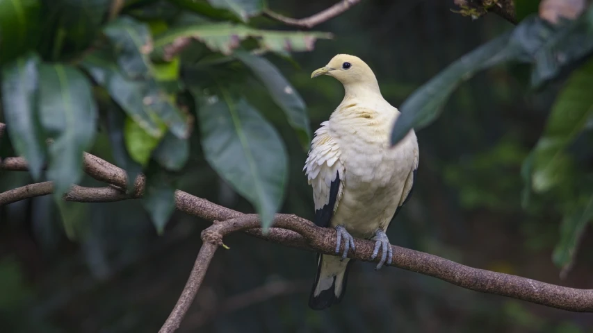 a white bird sitting on top of a tree branch, hurufiyya, with a white complexion, yellowed, dove in an ear canal, long thick shiny black beak