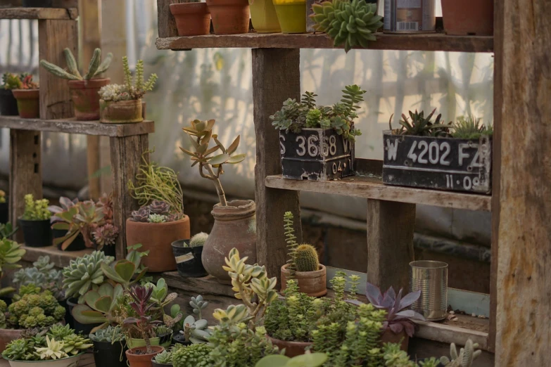 a shelf filled with lots of potted plants, by Gwen Barnard, trending on polycount, assemblage, still from nature documentary, shack close up, movie screen shot, 3 4 5 3 1