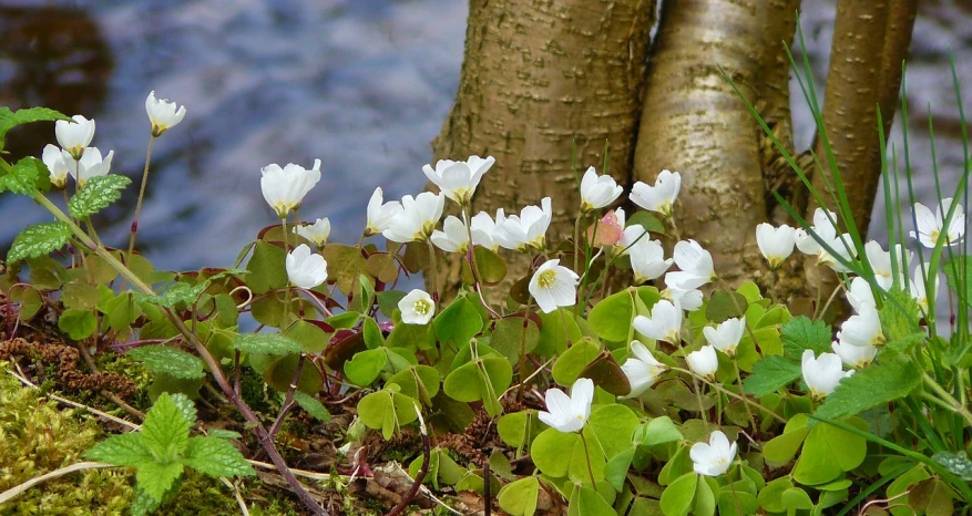 a group of white flowers sitting next to a tree, by Eero Järnefelt, flickr, hurufiyya, aquatic plants, clover, a beautiful mine, betula pendula