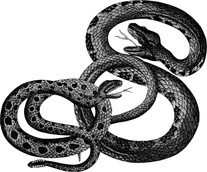 a black and white drawing of two snakes, an illustration of, by Andrei Kolkoutine, deviantart, sots art, dark but detailed digital art, 4 k detail, svg illustration, snake van