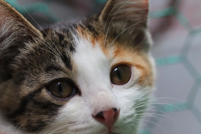 a close up of a cat looking at the camera, a picture, by Maksimilijan Vanka, shutterstock, very beautiful cute catgirl, calico, in focus face with fine details, closeup 4k