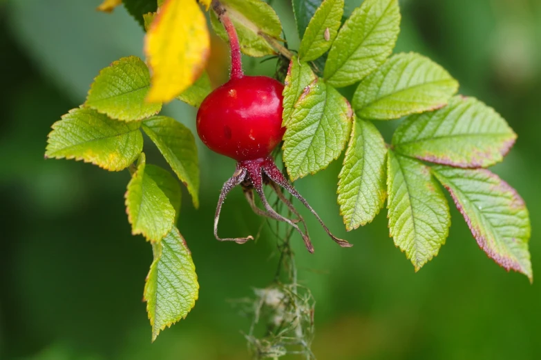 a close up of a plant with fruit on it, rasquache, rose twining, nordic forest colors, ivan shishk, no cropping