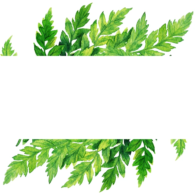 a watercolor painting of green leaves on a white background, shutterstock, visual art, wide frame, fern, oak leaves!!, verbena