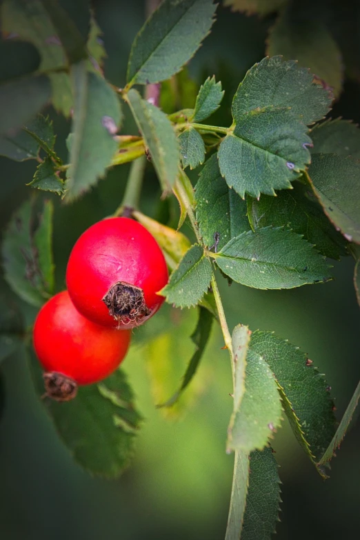 a close up of some red berries on a tree, a photo, by Jan Rustem, roses in cinematic light, knee, usa-sep 20, 8 0 mm photo