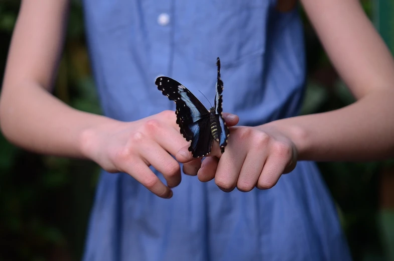 a close up of a person holding a butterfly, by Anna Haifisch, blue and black, photo from a promo shoot, sydney hanson, black butterflies