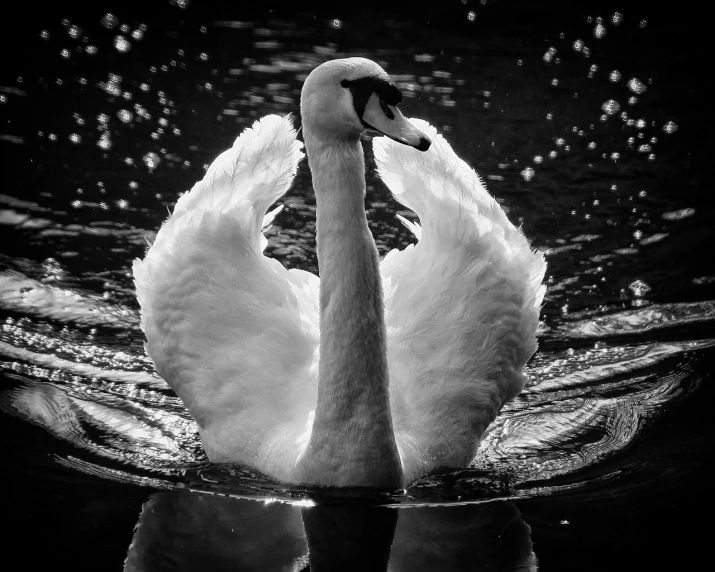 a black and white photo of a swan in the water, by Hans Schwarz, shutterstock contest winner, fine art, high contrast 8k, regal pose, liquid light, facing the camera