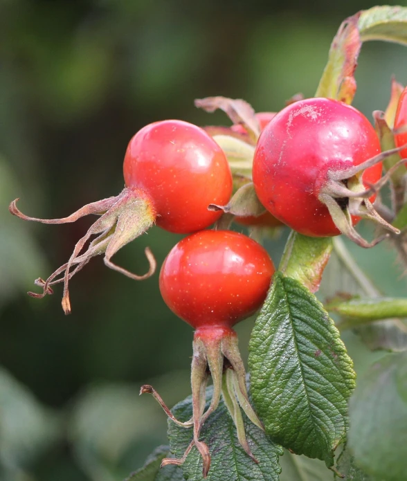 a close up of a bunch of fruit on a tree, by Lorraine Fox, red rose, hips, trio, closeup photo