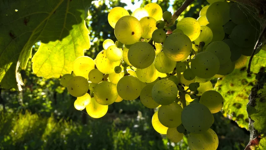 a bunch of green grapes hanging from a tree, a picture, by Karl Völker, radiating golden light, glowing veins of white, shiny skin”