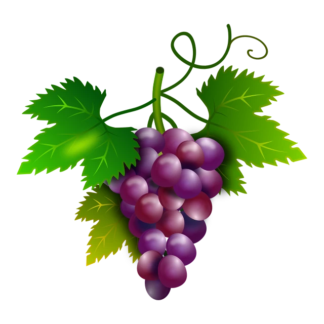 a bunch of grapes with leaves on a black background, a digital rendering, vectorised, a beautiful artwork illustration, purple and red colors, full color illustration