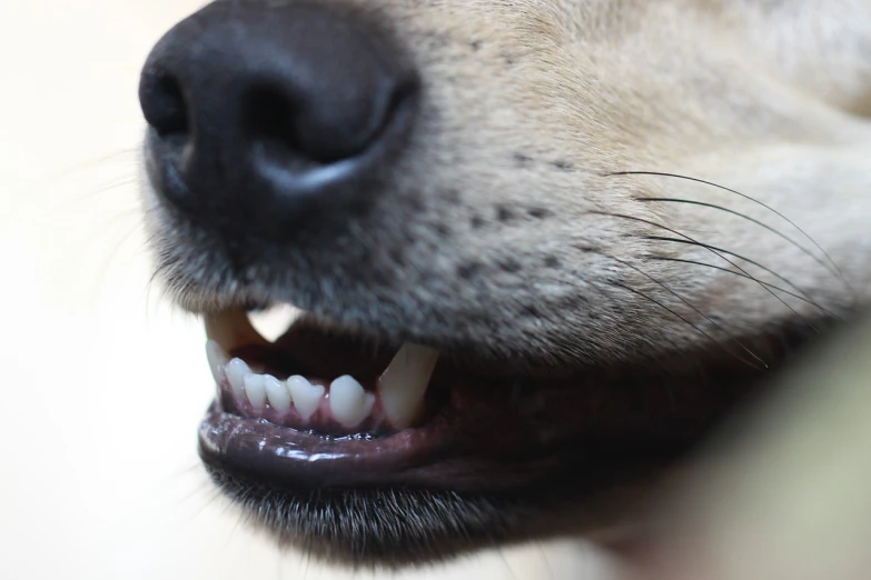 a close up of a dog with its mouth open, a picture, inspired by Elke Vogelsang, photorealism, dog teeth, closeup 4k, !subtle smiling!, profile close-up view