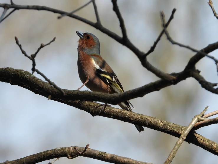 a small bird sitting on top of a tree branch, a photo, by Ian Fairweather, singing, ornately dressed, looking towards camera, body