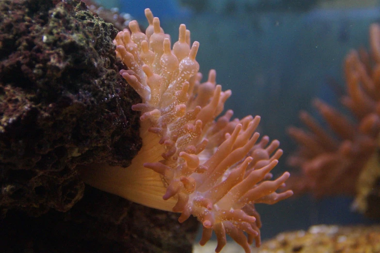 a close up of a sea anemone in a tank, flickr, romanticism, coral headdress, ruffles, age 2 0, twins