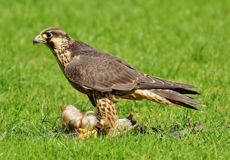 a bird standing on top of a lush green field, eagle eat snake, brood spreading, featured, falcon