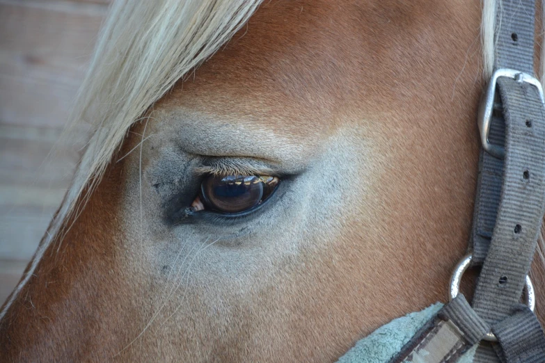 a close up of a horse's eye and bridle, a photo, photorealism, blue eyes and blond hair, realistic, hurt, pony facing away