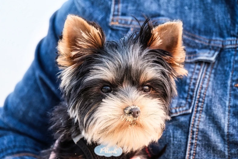 a close up of a person holding a small dog, a portrait, by Alexander Fedosav, pexels, yorkshire terrier, with blue fur and blue eyes, fur hdr, chibi