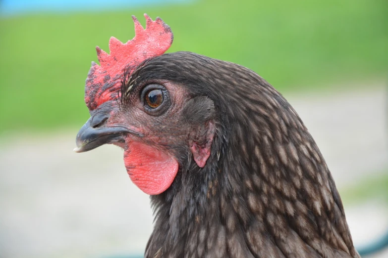 a close up of a chicken with a red comb, a portrait, by Jan Rustem, pixabay, long thick shiny black beak, bird poo on head, black female, iowa