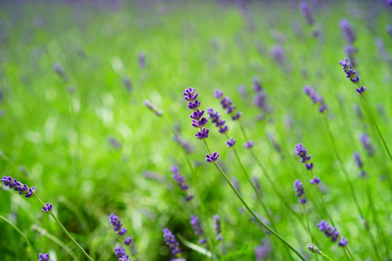 a bunch of purple flowers sitting on top of a lush green field, color field, 2 0 0 mm focus, countryside in japan, lavender flowers, flash photo