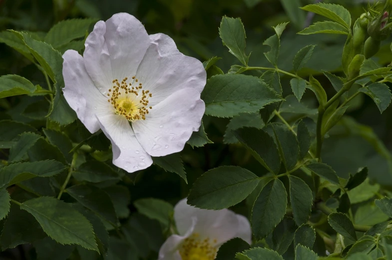 a close up of a white flower with green leaves, by Robert Brackman, rose-brambles, light pink mist, 3 / 4 extra - wide shot, robin