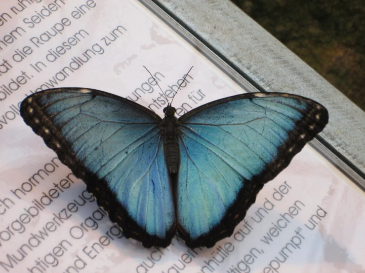 a blue butterfly sitting on top of a piece of paper, by Anna Haifisch, flickr, hurufiyya, museum quality, backpfeifengesicht, outside, brock hofer