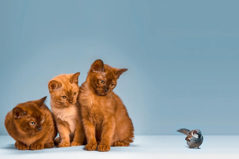 a group of kittens sitting next to a bird, shutterstock, digital art, red brown and blue color scheme, banner, shot with sony alpha 1 camera, cyan and orange