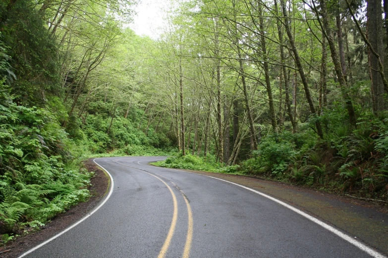 a winding road in the middle of a forest, by Jim Nelson, flickr, wet asphalt, twin peaks, riding, street corner