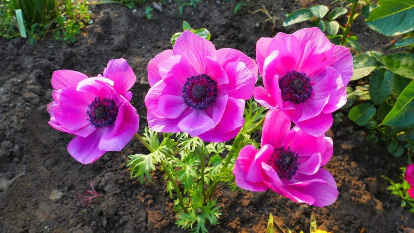 a group of purple flowers sitting on top of a lush green field, flickr, hurufiyya, anemones, pink flower, very very very very beautiful, gardening