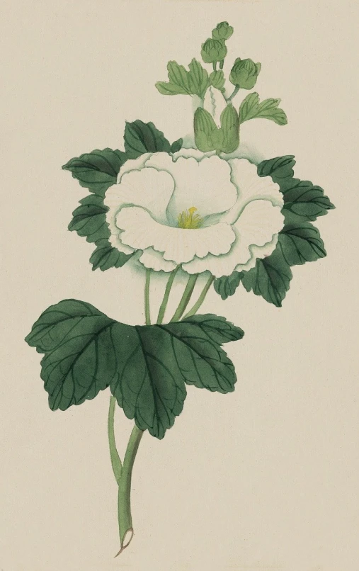 a painting of a white flower with green leaves, an illustration of, by Nakahara Nantenbō, hibiscus, maxim sukharev, depicting a flower, illustration]