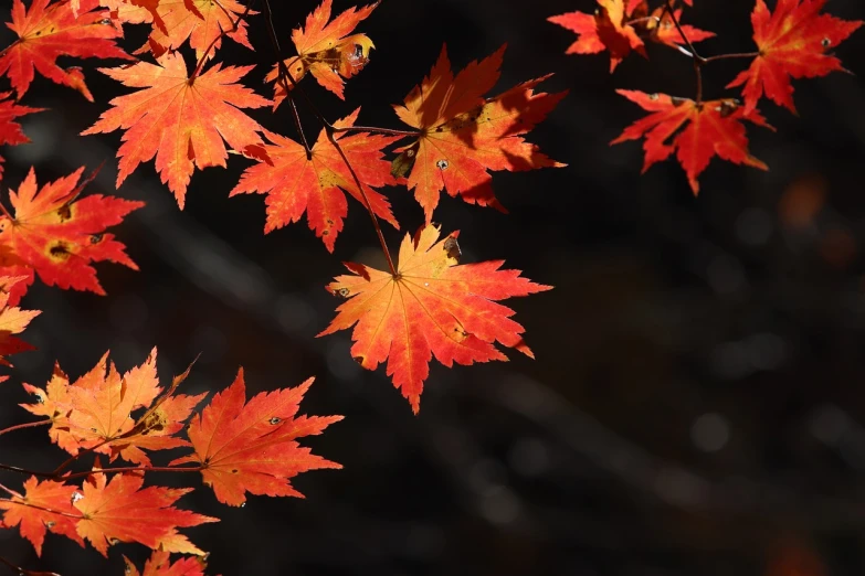 a close up of a bunch of leaves on a tree, a picture, inspired by Sesshū Tōyō, pexels, hurufiyya, maple trees with fall foliage, with a black background, shaded, a radiant