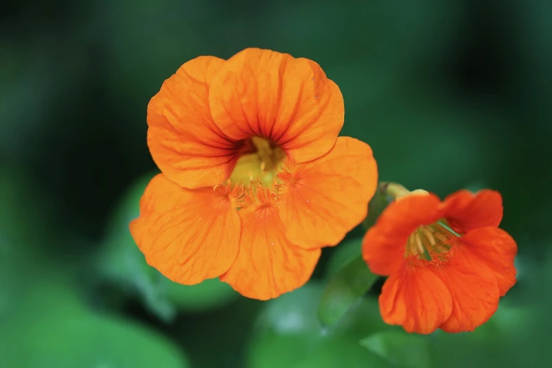 two orange flowers with green leaves in the background, by Dietmar Damerau, hurufiyya, closeup photo, mid shot photo