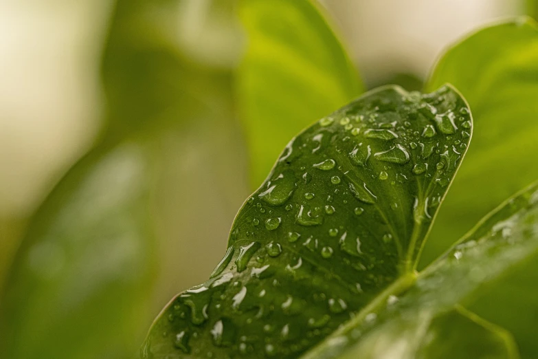 a close up of a leaf with water droplets on it, a macro photograph, by Jan Rustem, photorealism, basil leaves instead of leaves, shallow depth of field hdr 8 k, miniature product photo, it is raining heavily