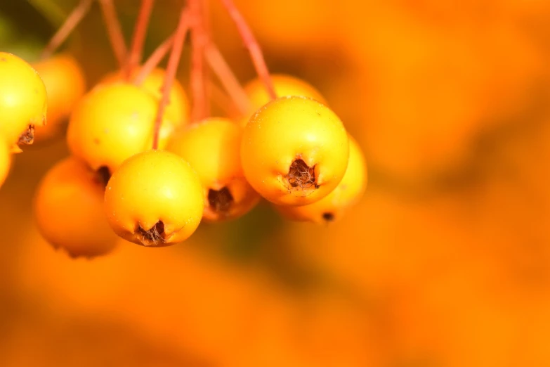 a bunch of yellow berries hanging from a tree, a macro photograph, by Thomas Häfner, trending on pixabay, hurufiyya, vibrant orange background, close-up product photo, stock photo