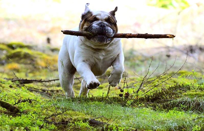 a dog running with a stick in its mouth, flickr, baroque, real life peter griffin, the duke shrek, horizontally leaping!!!, puyallup berteronian