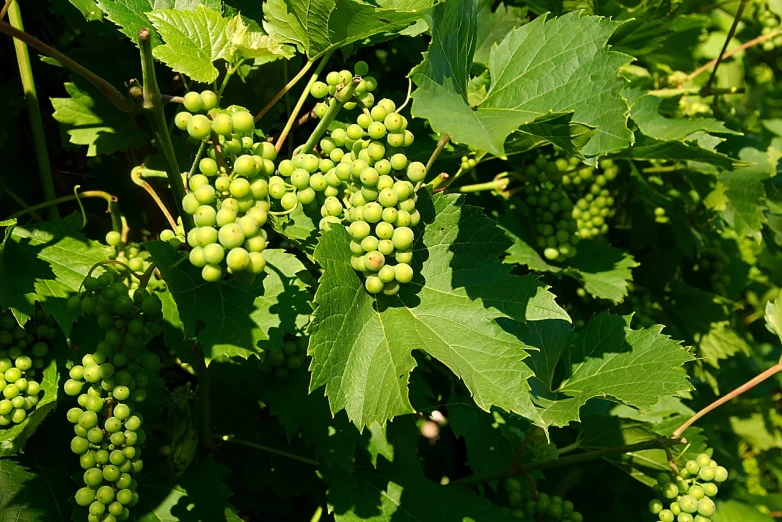 a bunch of green grapes growing on a vine, a photo, wisconsin, marketing photo, daniel r horne, summer