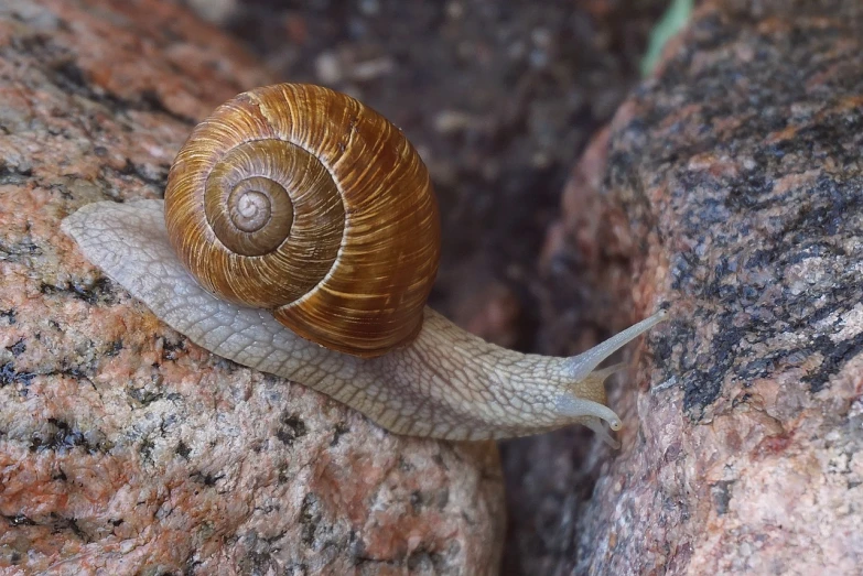 a close up of a snail on a rock, spiral horns!, ivan shishk, sandstone, anna nikonova