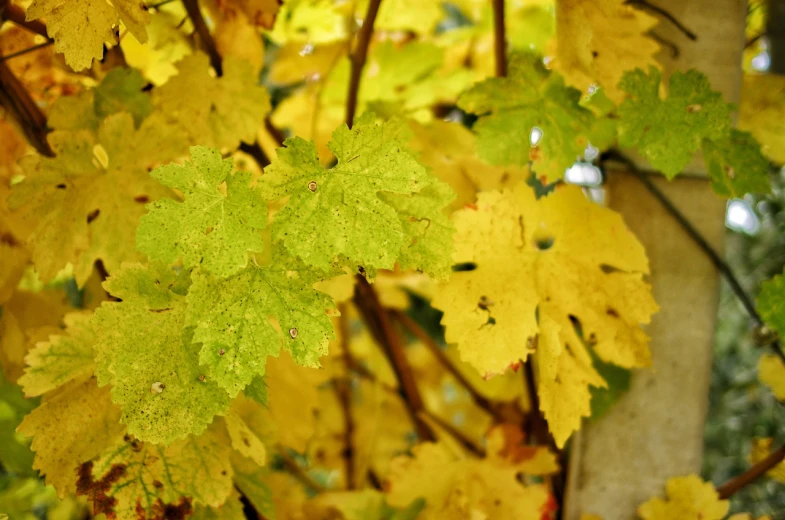 a close up of a bunch of leaves on a tree, by Rainer Maria Latzke, flickr, yellow and black grapes, 2 4 mm iso 8 0 0 color, linden trees, 2 5 6 x 2 5 6