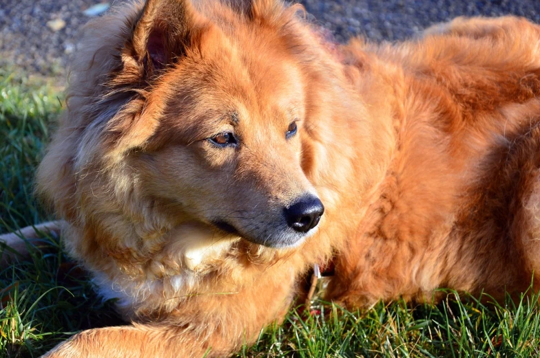 a large brown dog laying on top of a lush green field, a portrait, by Jim Nelson, flickr, fluffy orange skin, afternoon sunshine, with blue fur and blue eyes, cherry