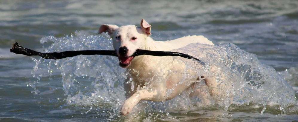 a dog running in the water with a stick in its mouth, a picture, by Jan Konůpek, pixabay, renaissance, albino, swimming in ocean, gunner, pits