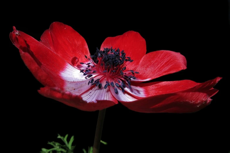 a close up of a red flower on a black background, by Hans Schwarz, pixabay, hurufiyya, anemones, red and blue back light, highly realistic photo, istock