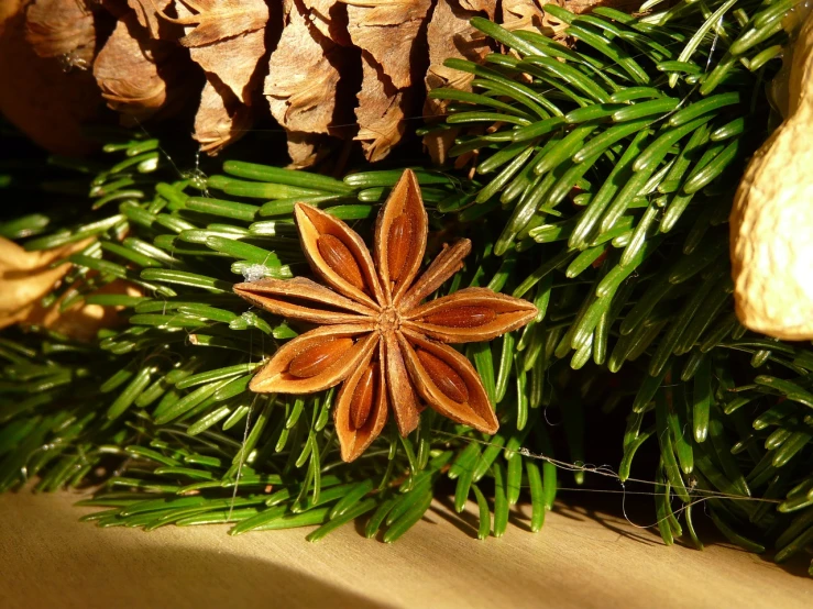 a close up of a star anise on a christmas tree, by Sylvia Wishart, dried herbs, aaaaaaaaaaaaaaaaaaaaaa, professional, recipe