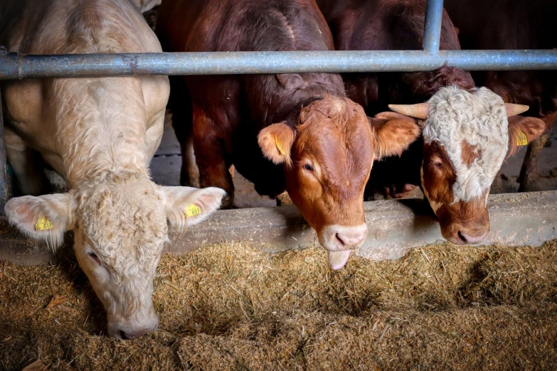 a group of cows standing next to each other, a portrait, by Julian Hatton, pexels, figuration libre, feed troughs, the straw is in his mouth, reddish, looking around a corner
