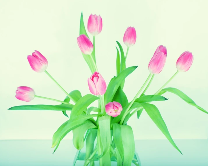 a vase filled with pink tulips sitting on a table, a digital rendering, by Jan Rustem, shutterstock, romanticism, pastel green, stock photo, perfect symmetrical, closeup photo