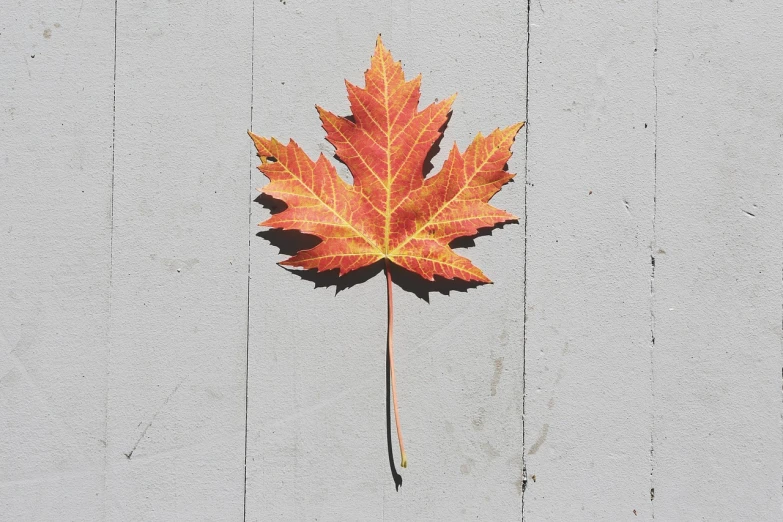 a close up of a leaf on a wooden surface, postminimalism, canadian maple leaves, hyper realistic”, stencil, high res photo